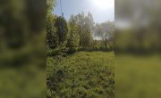 деревня Веригино
